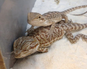 Meet your Posher, Shane